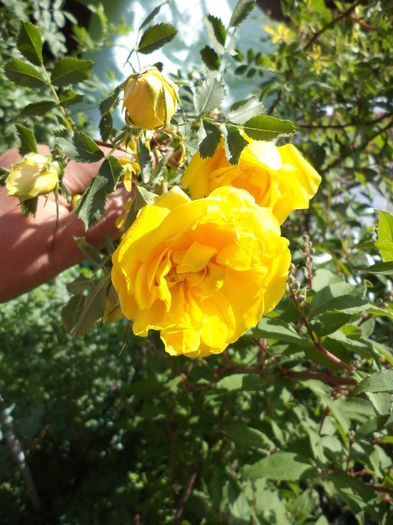 DSC03659 - ANUL 2015