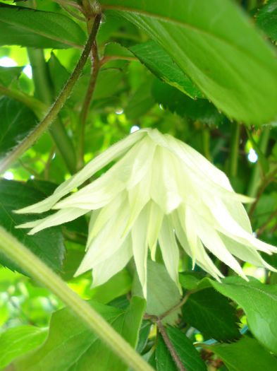 C. alpina Lemon Dream, gr.1, V si VII-VIII