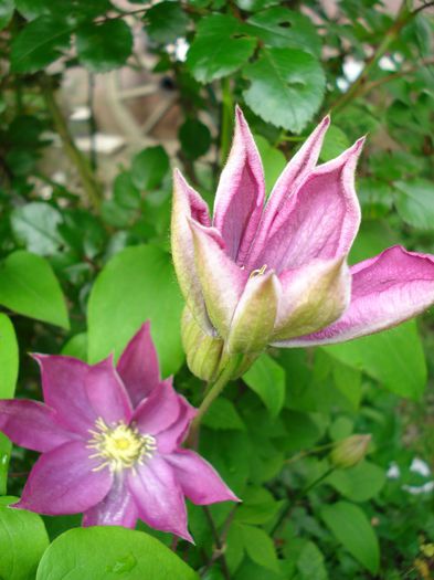 DSC06967 - Clematis 2015