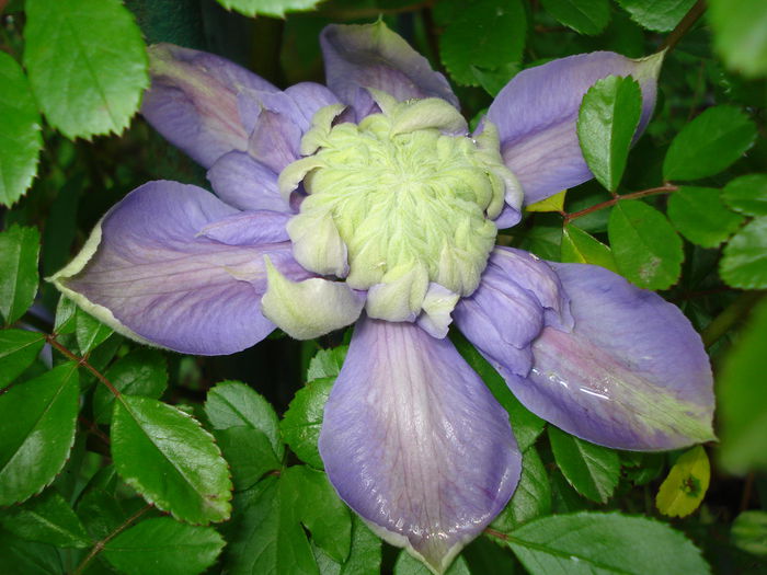 DSC07000 - Clematis 2015