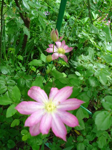 Asao - Clematis 2015