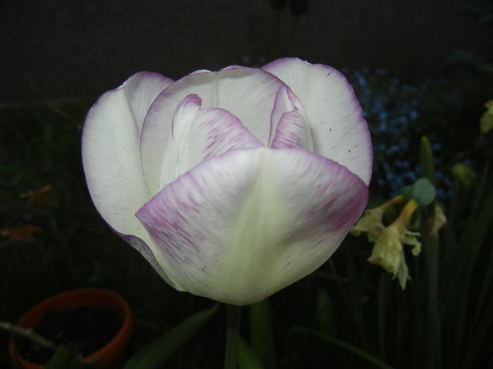 Tulipa Shirley (2015, April 26)