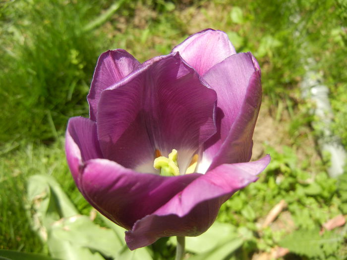 Tulipa Purple Flag (2015, April 26) - Tulipa Purple Flag