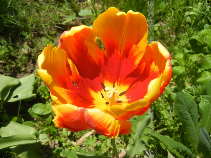 Tulipa Bright Parrot (2015, April 26)