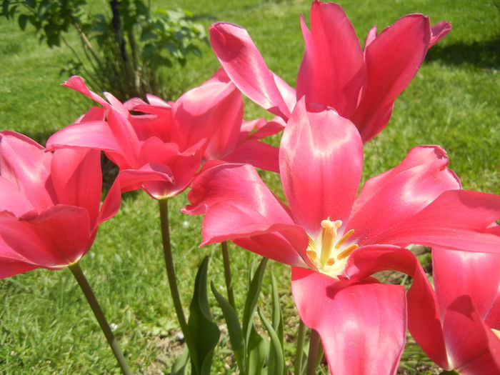 Tulipa Pimpernel (2015, April 26) - Tulipa Pimpernel
