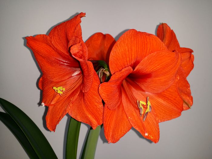 20150508_155655 - Amaryllis 2015