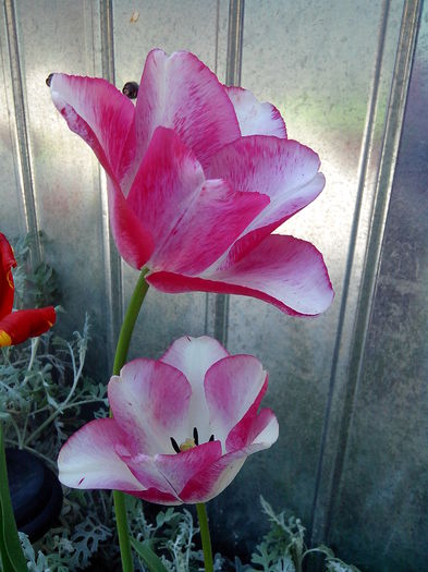 IMG_20150426_144836 - MAI 2015 - MAI 2016