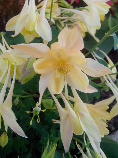 IMG_20150505_184409 - MAI 2015 - MAI 2016