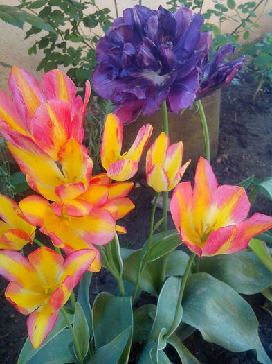 IMG_20150505_184442 - MAI 2015 - MAI 2016