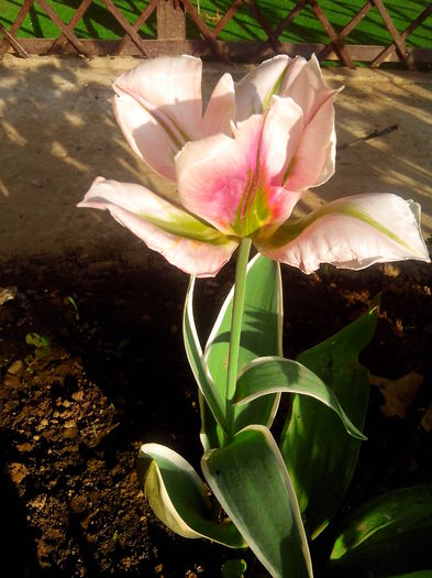 IMG_20150505_184538 - MAI 2015 - MAI 2016