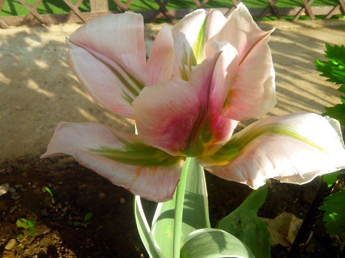 IMG_20150505_184549 - MAI 2015 - MAI 2016