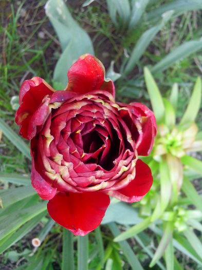 IMG_20150505_184802 - MAI 2015 - MAI 2016