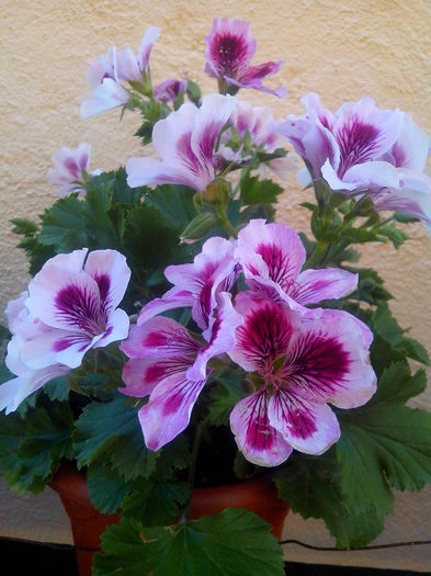 IMG_20150505_184943 - MUSCATE