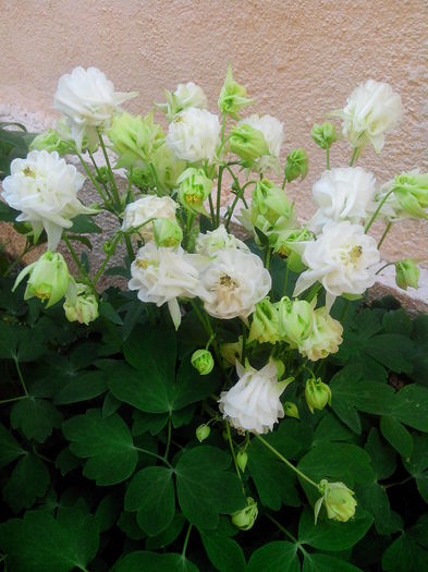 IMG_20150505_185057 - MAI 2015 - MAI 2016