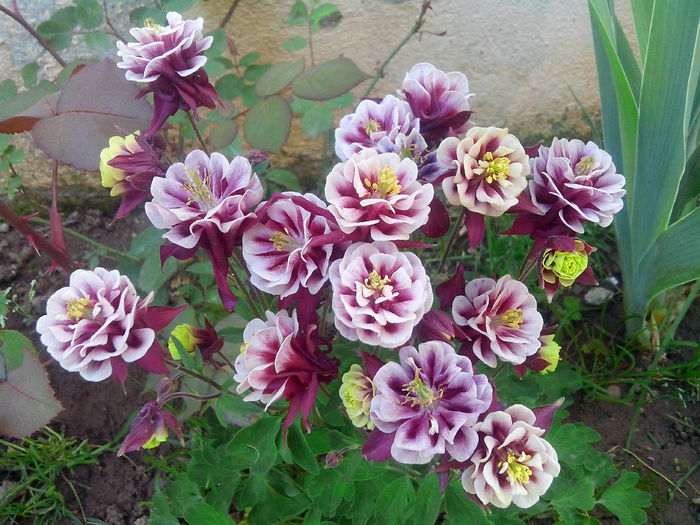 IMG_20150505_185120 - MAI 2015 - MAI 2016