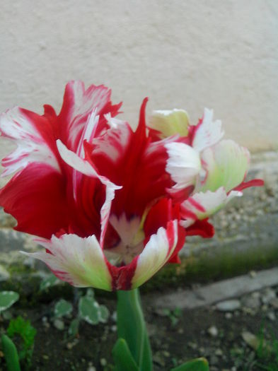 IMG_20150505_185146 - MAI 2015 - MAI 2016