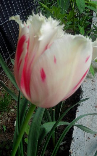 IMG_20150505_185252-1 - MAI 2015 - MAI 2016