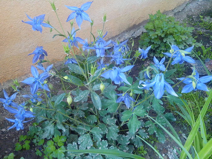 IMG_20150505_185327 - MAI 2015 - MAI 2016