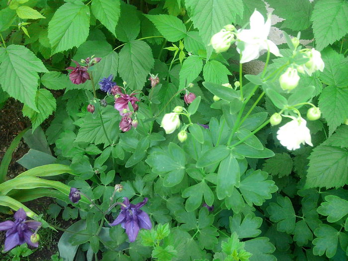 IMG_20150505_185357 - MAI 2015 - MAI 2016