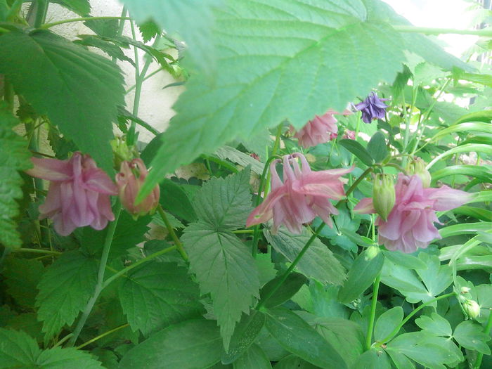 IMG_20150505_185409 - MAI 2015 - MAI 2016