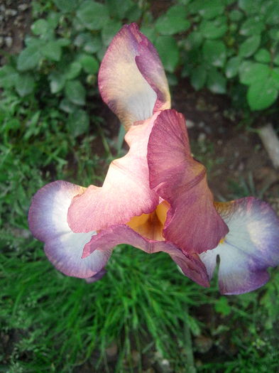 IMG_20150505_190104 - MAI 2015 - MAI 2016