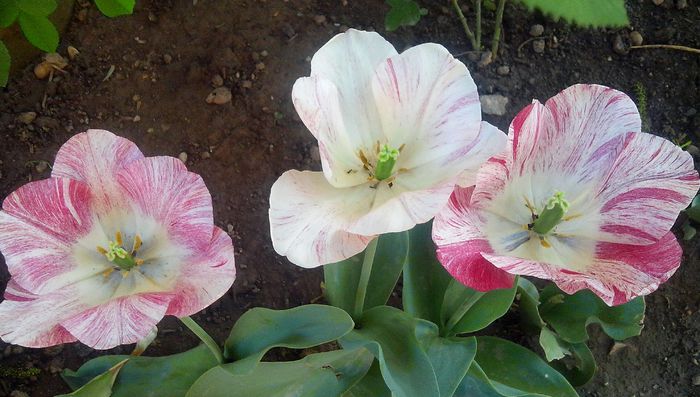 IMG_20150505_190610-1 - MAI 2015 - MAI 2016