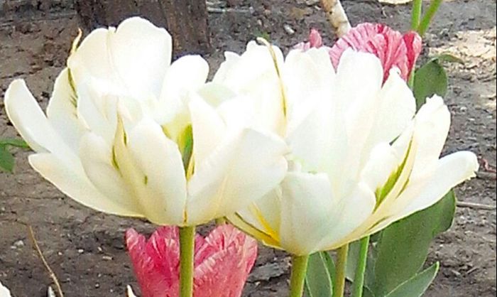 IMG_20150426_144409-2 - MAI 2015 - MAI 2016