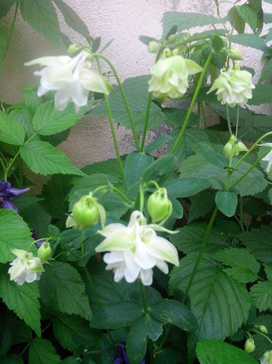 IMG_20150506_194237 - MAI 2015 - MAI 2016