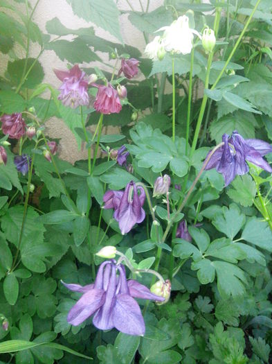 IMG_20150506_194303 - MAI 2015 - MAI 2016