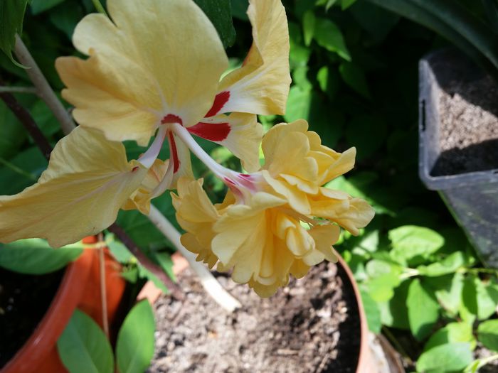 20150508_175130 - hibiscus