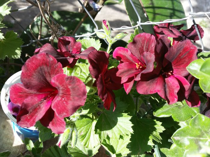 20150508_174734 - muscate