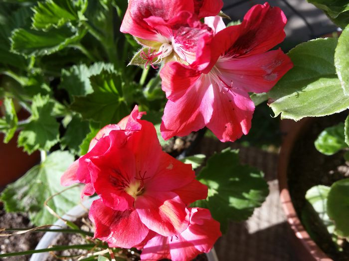 20150508_174720 - muscate