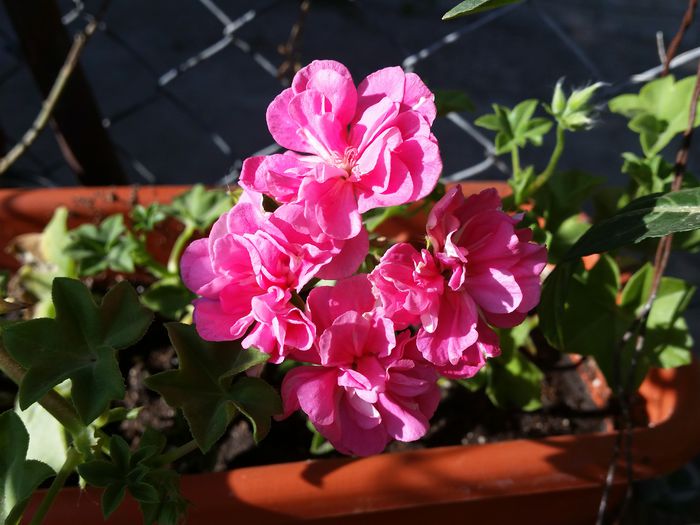 20150508_174707 - muscate