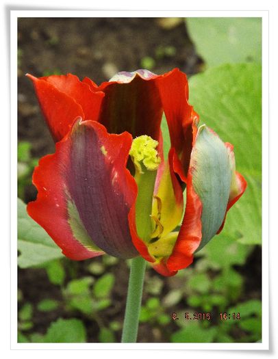 DSCF0275 - flori 2015