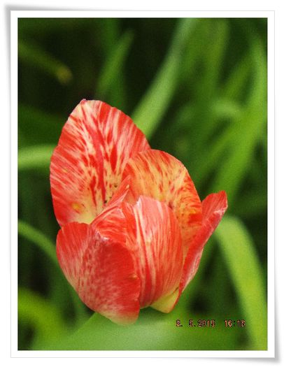 DSCF0283 - flori 2015