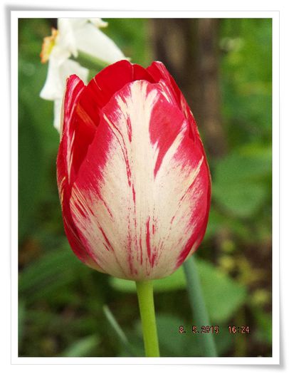 DSCF0322 - flori 2015