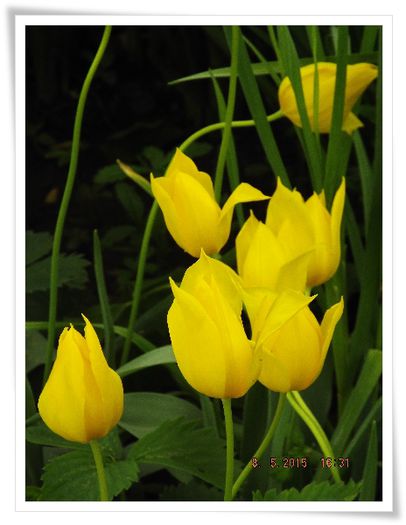 DSCF0342 - flori 2015