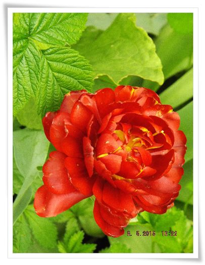 DSCF0317 - flori 2015