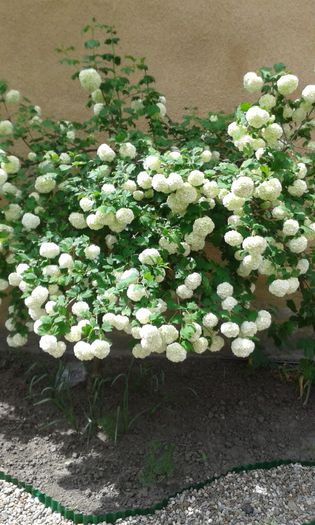 Viburnum opulus-Calin