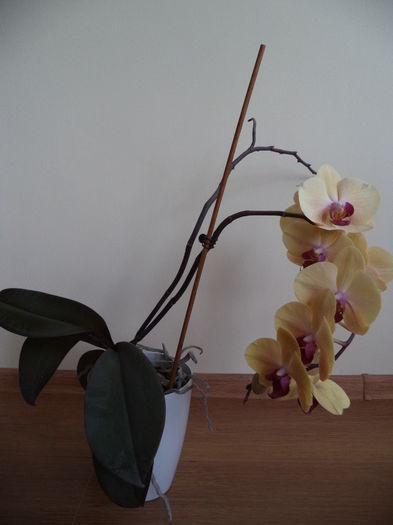 DSC03690 - 2015 Orhidee