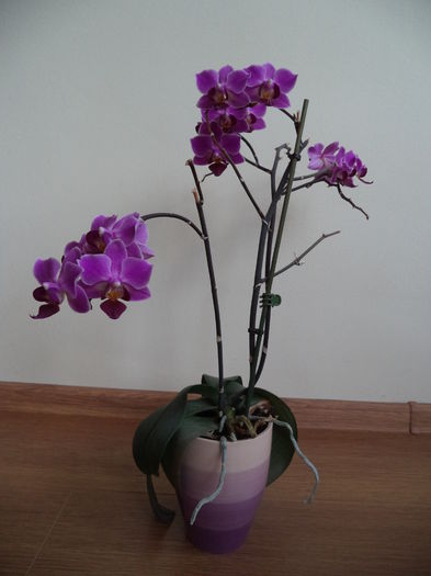 DSC03700 - 2015 Orhidee