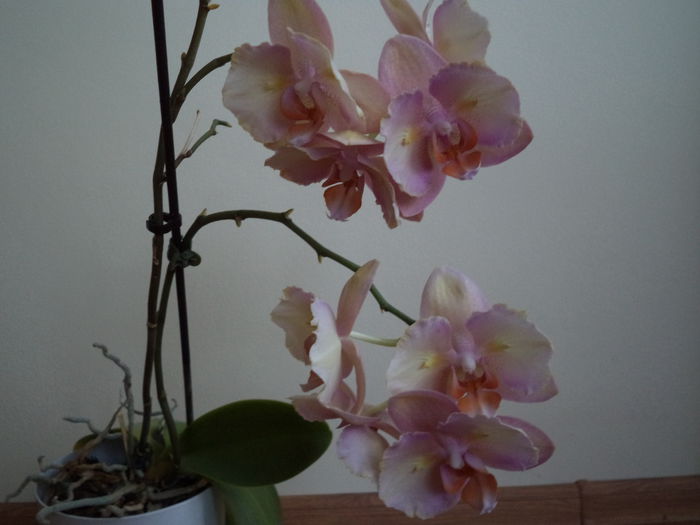 DSC03714 - 2015 Orhidee