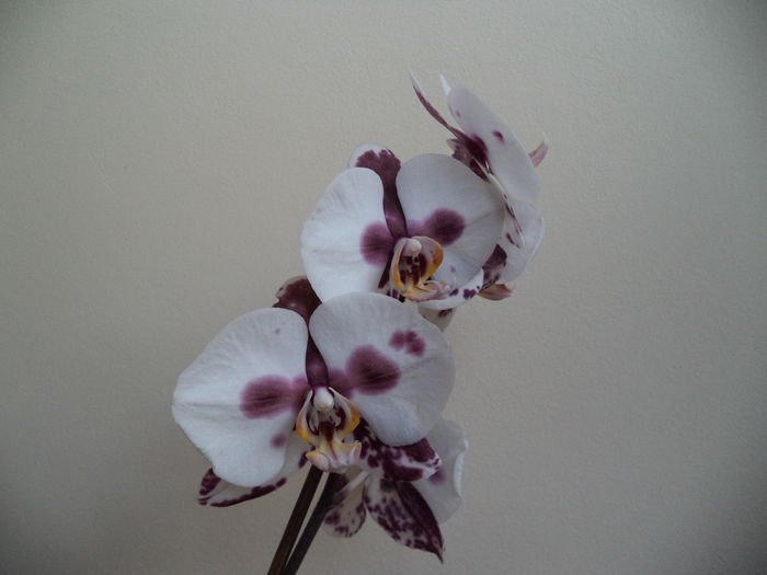 DSC03726 - 2015 Orhidee