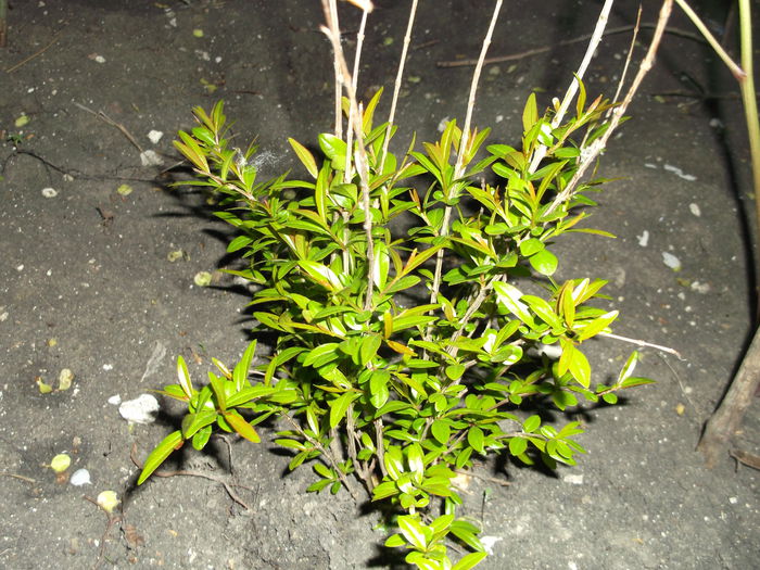 A supravietuit iarna fara protectie.