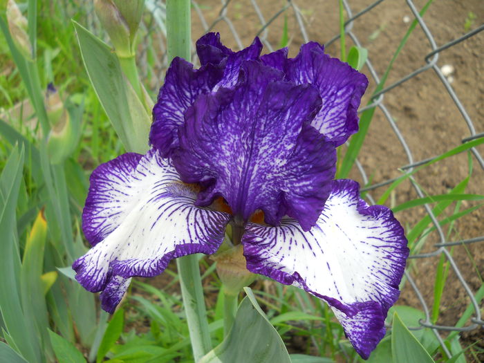 2274 - iris 2015