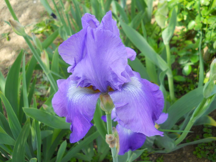 violet musik - iris 2015