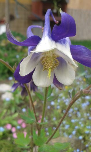067