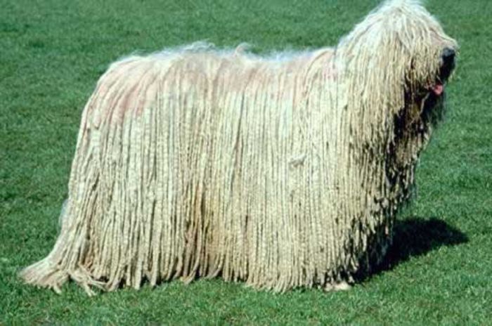 Komondor-Dog