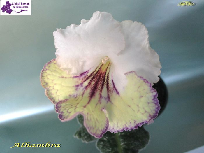 Alhambra(8-05-2015) - Streptocarpusi 2015
