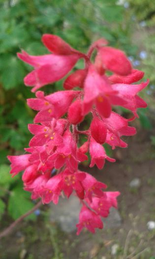 Heuchera sanguinea splendens